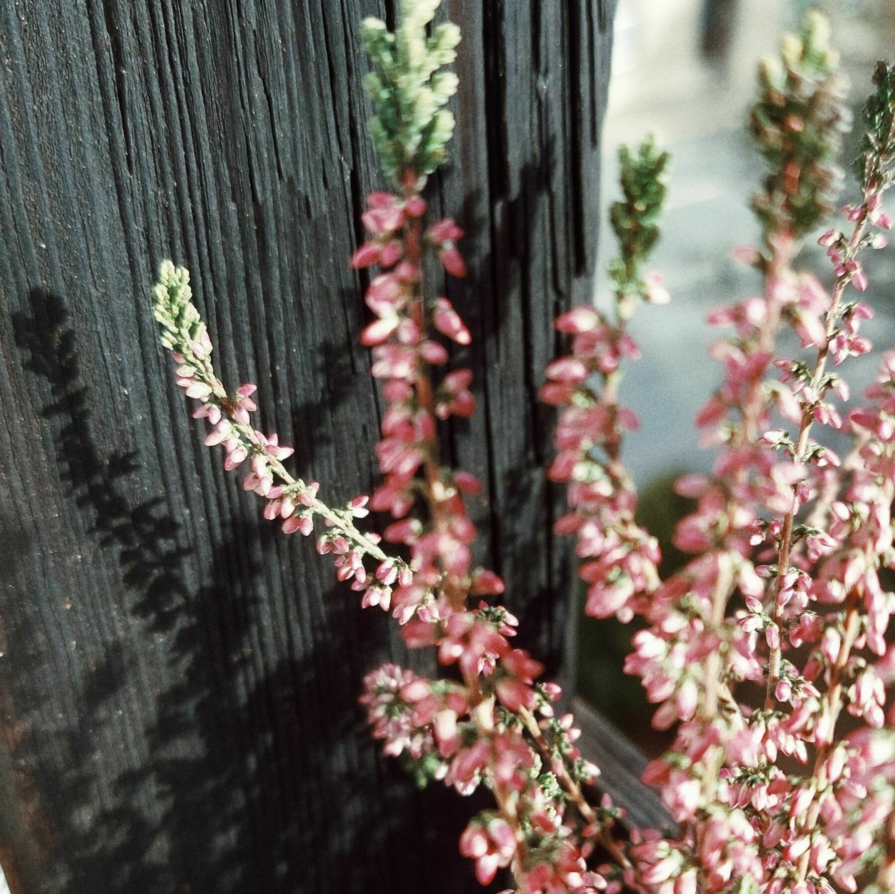 Rosafarbene kleine Blüten vor dunklem Holz.